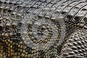 pattern of crocodile skin.