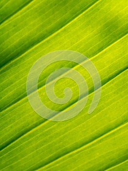 Pattern of The Crystal Anthurium Leaf