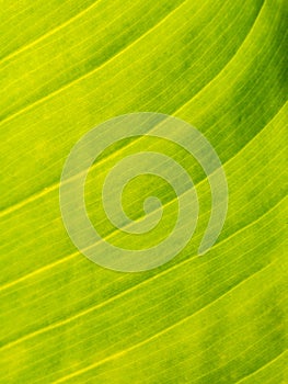 Pattern of The Crystal Anthurium Leaf