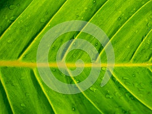 Pattern of Crystal Anthurium Leaf with The Water Drops