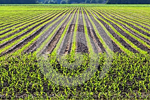 Pattern of cultivated field