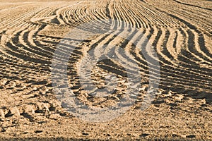 Pattern of curved ridges and furrows on a sandy field. traces on the sand