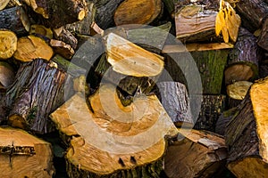 Pattern of cut wood logs, natural wooden background, pile of timbered wood