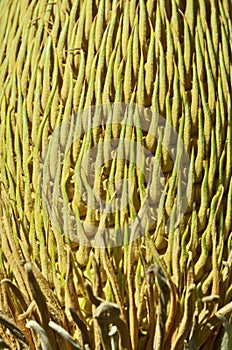 Pattern of cycas flower