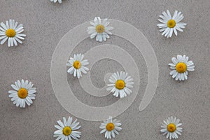 Pattern of daisies on a gray natural background. A Daisy frame with a copy of the text space