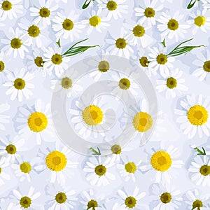 pattern with daisies pattern with camomiles background