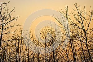 Pattern of dead tree