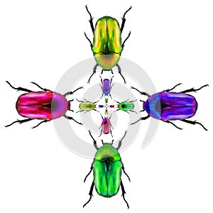 Pattern design with flower chafers beetles
