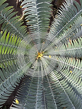 Pattern detail of a palm tree in a jungle