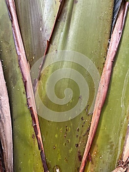 Pattern detail of a palm tree in a jungle