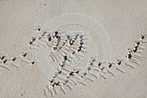 Pattern developed on sand from crab excreta photo