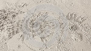 Pattern developed of small crabs holes on beach sand, house of crab