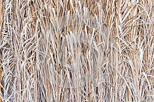 Pattern of dried grasses in Faiyum