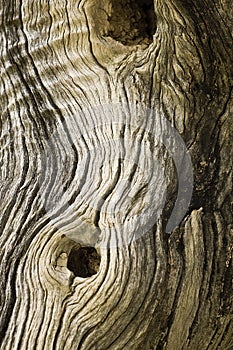 Pattern of a dried out tree