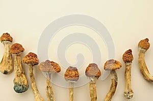 Pattern of dried psilocybe cubensis on white backfround, flat lay. Psilocybin mushrooms isolated in group. Magic shrooms Golden Te