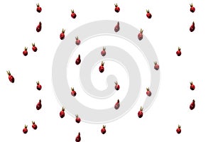 Pattern of dried rosehip berries on a white background. Cut out . Natural Vitamins from Berries