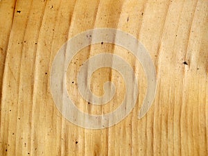Pattern of a dry banana leaf