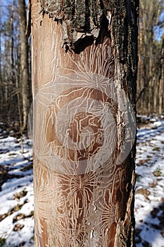 A pattern on a dry tree is left by a bark beetle, termites destroy the tree. Patterns similar to the Nazca line