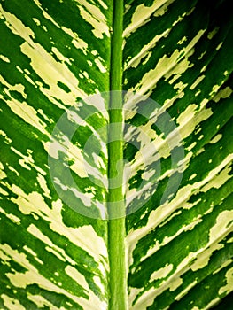 Pattern of Dumb Cane Leaf