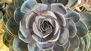 Pattern of the echeveria peacockii succulent plant