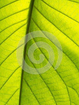 Pattern of Elephant Climber  Bright Leaf