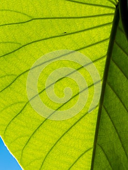 Pattern of Elephant Climber  Bright Leaf