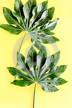 Pattern of exotic plant`s leafs on yellow background top view