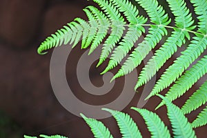 Pattern of Fern green leaf pattern in colder weather of Himalayan forests