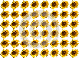 Pattern flower sunflower sunny vivid white