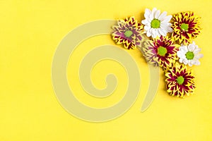 Pattern of flowers red and white asters, green leaves  isolated on yellow background Flat lay Top view Mock up