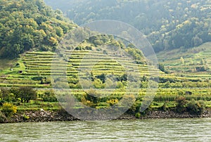 Pattern formed by rows of grape vines in vineyard