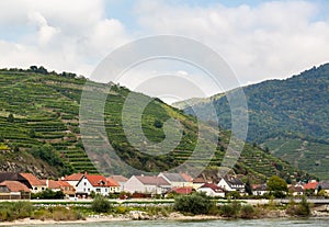 Pattern formed by rows of grape vines in vineyard