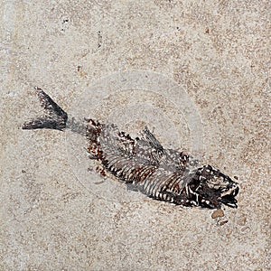 Pattern of Fossil fish in the rock