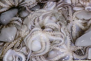 Pattern of fresh cephalopods selling on a seafood counter in Jimbaran. Pasar Ikan Kedonganan - Bali beach. Fresh octopuses on the photo