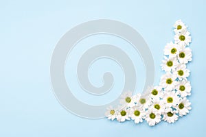 Pattern of  fresh chamomile flowers on table. Copy space on blue background