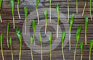 Pattern of fresh green spring onions on wood