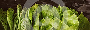 Pattern from fresh Lettuce leaveson a wooden dark table. Batavia salad