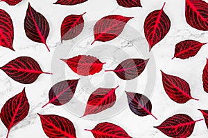 Pattern of fresh red leaves on white background.