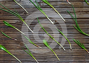 Pattern of fresh spring onions on wood