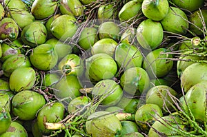 Pattern of green coconuts.