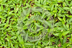 Pattern of green grasses as background