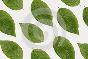 Pattern with green heart shaped leaf on white paper background. Love nature concept.