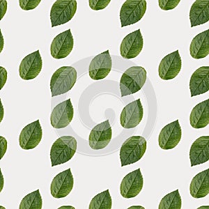 Pattern with green heart shaped leaf on white paper background. Love nature concept
