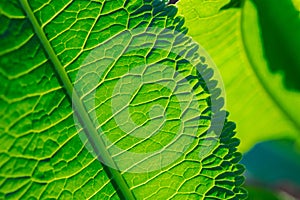 This is pattern of a green horseradish leaf.