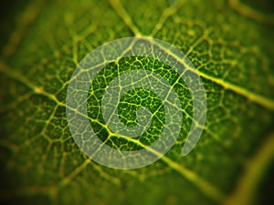 Pattern on green leaf macroscopic