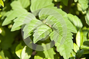 Pattern of green leaf on the tree. Sunshine on the leaves it is grows chiefly in the tropics. photo