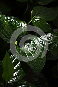 The pattern of the green leaf which have a light on the surface