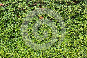 Pattern green plant wall texture and background