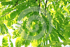 Pattern of Green star gooseberry leaf style on white background.