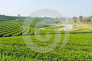 Pattern of green tea terrace